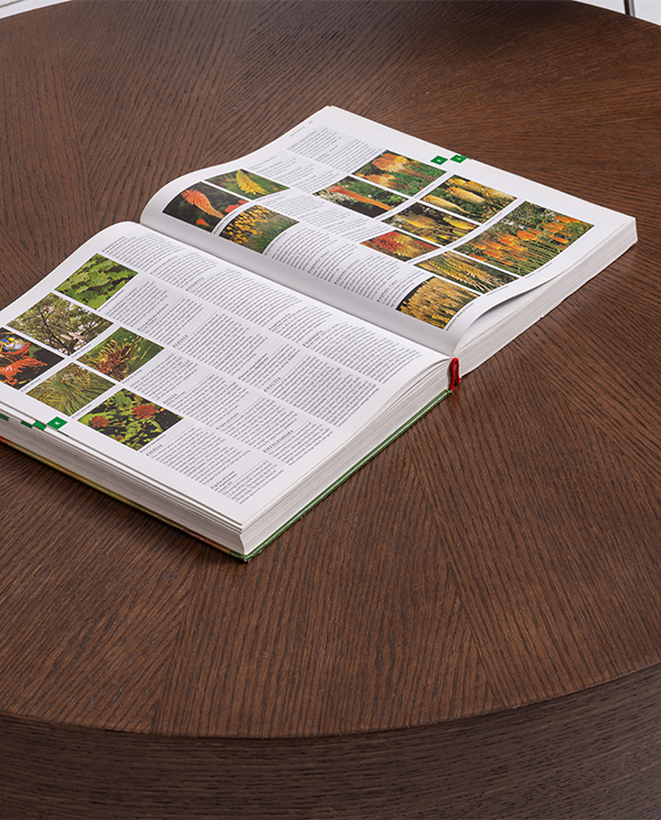 oak orta sehpa_0007__DSC0556